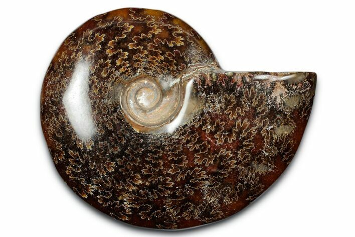 Polished Ammonite (Cleoniceras) Fossil - Madagascar #344288
